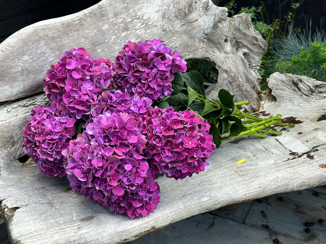 Plum Velvet Hydrangea Stem Bunch